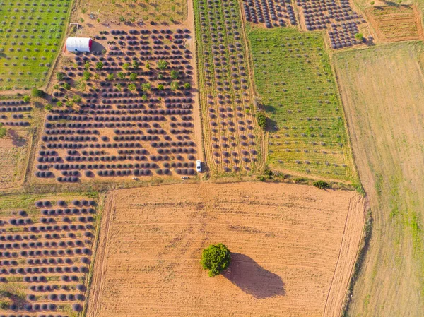 Pola Lawendowe Widok Lotu Ptaka Isparta Turcja — Zdjęcie stockowe