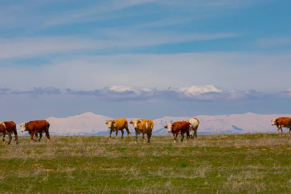 Monte Ararat Agri Dagi Montagna Skyline Vulcano Igdir Turchia Medio — Foto Stock