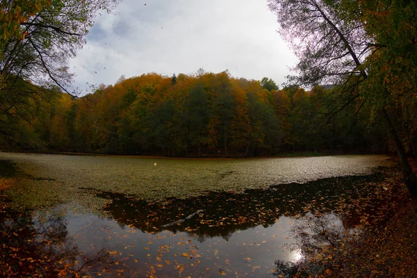 Feuilles Automne Dans Parc National Yedigoller Turquie — Photo