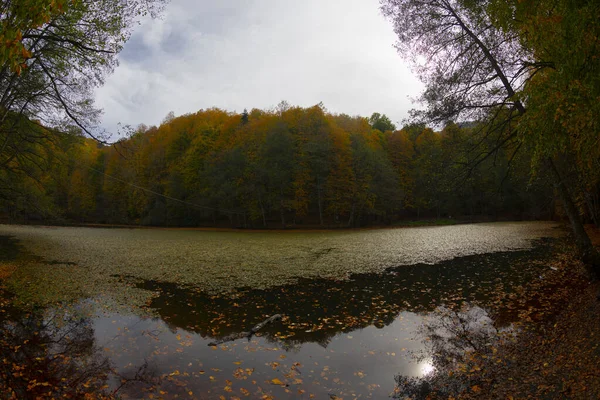 Feuilles Automne Dans Parc National Yedigoller Turquie — Photo