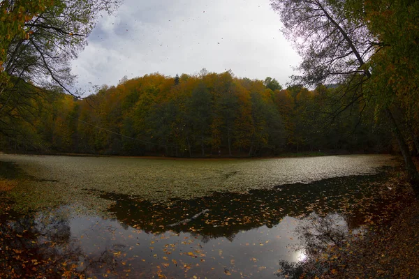 Hojas Otoño Parque Nacional Yedigoller Turquía —  Fotos de Stock