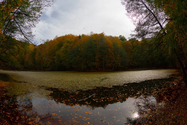 Feuilles Automne Dans Parc National Yedigoller Turquie — Photo