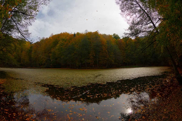 Feuilles Automne Dans Parc National Yedigoller Turquie — Photo