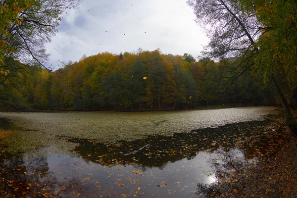 Feuilles Automne Dans Parc National Yedigoller Turquie — Photo