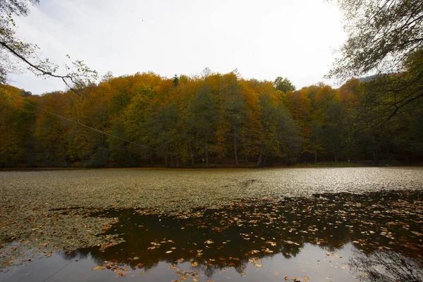 Herbstblätter Yedigoller Nationalpark Der Türkei — Stockfoto