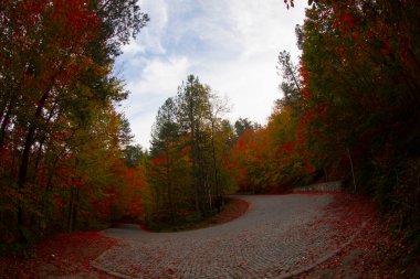 Türkiye 'deki Yedigoller Milli Parkı' nda sonbahar yaprakları