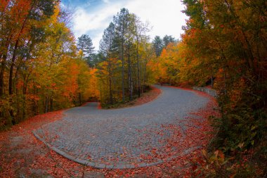 Türkiye 'deki Yedigoller Milli Parkı' nda sonbahar yaprakları