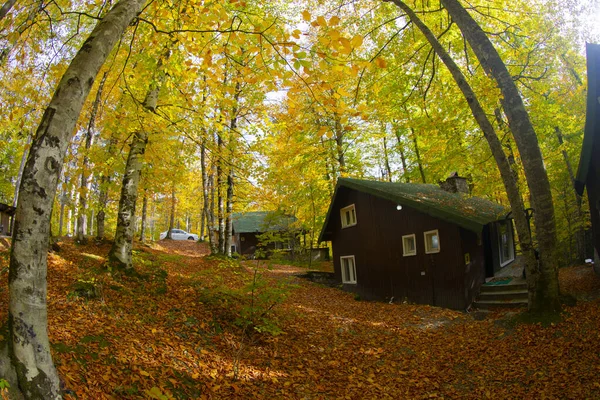 Feuilles Automne Dans Parc National Yedigoller Turquie — Photo