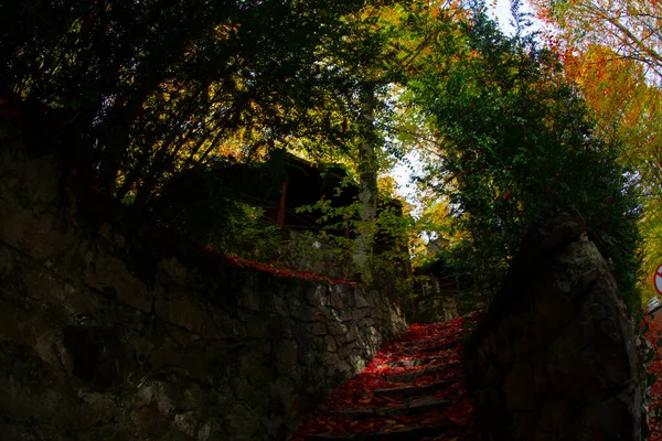 Осенние Листья Национальном Парке Едигольер Турции — стоковое фото