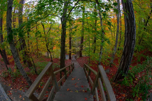 Autumn Leaves Yedigoller National Park Turkey — Stock Photo, Image