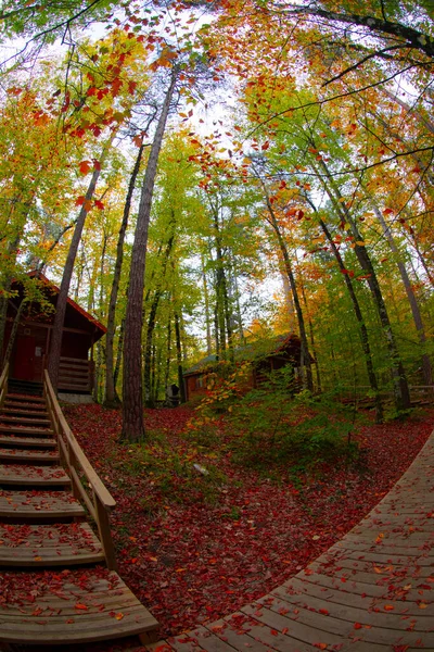 Hojas Otoño Parque Nacional Yedigoller Turquía — Foto de Stock