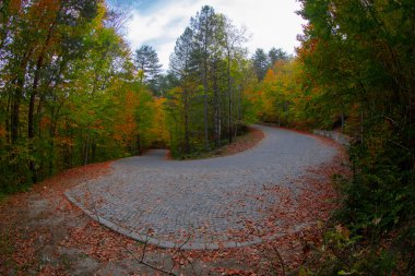 Türkiye 'deki Yedigoller Milli Parkı' nda sonbahar yaprakları