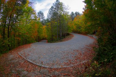 Türkiye 'deki Yedigoller Milli Parkı' nda sonbahar yaprakları