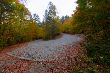 Türkiye 'deki Yedigoller Milli Parkı' nda sonbahar yaprakları