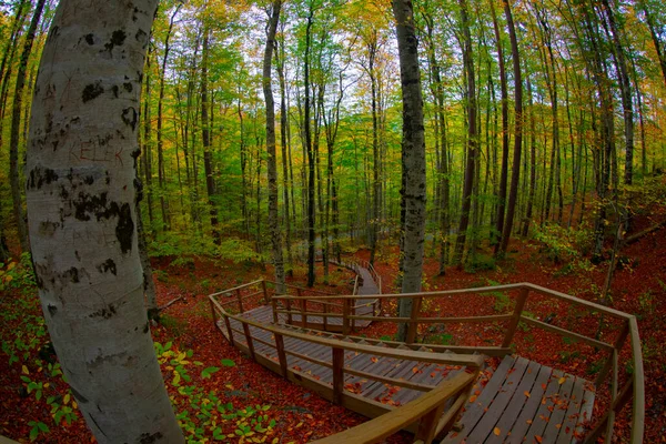 Hojas Otoño Parque Nacional Yedigoller Turquía —  Fotos de Stock