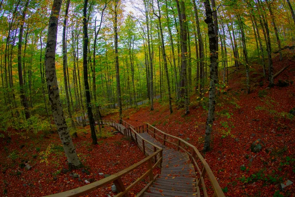 Autumn Leaves Yedigoller National Park Turkey — Stock Photo, Image