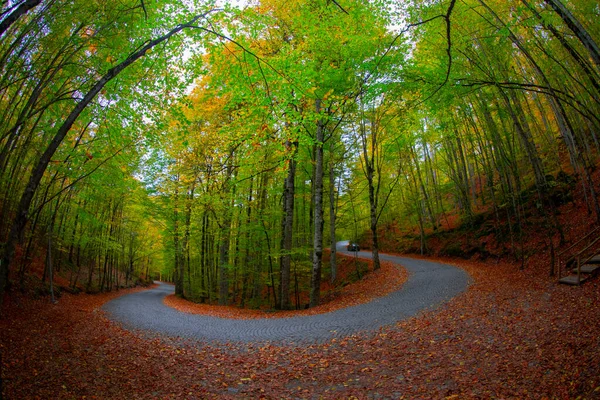 Herbstblätter Yedigoller Nationalpark Der Türkei — Stockfoto