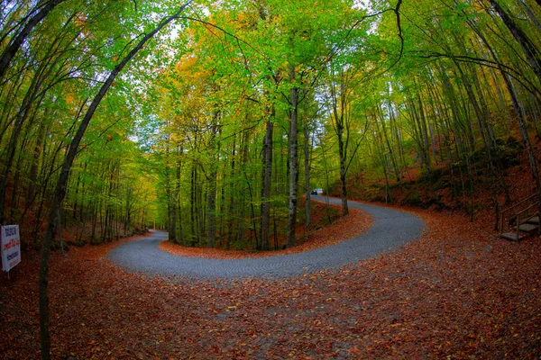 Autumn Leaves Yedigoller National Park Turkey — Stock Photo, Image