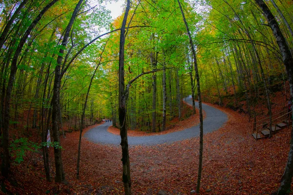 Осенние Листья Национальном Парке Едигольер Турции — стоковое фото