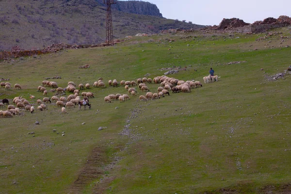 Paysage Montagne Moutons Bergers Arbre Unique — Photo