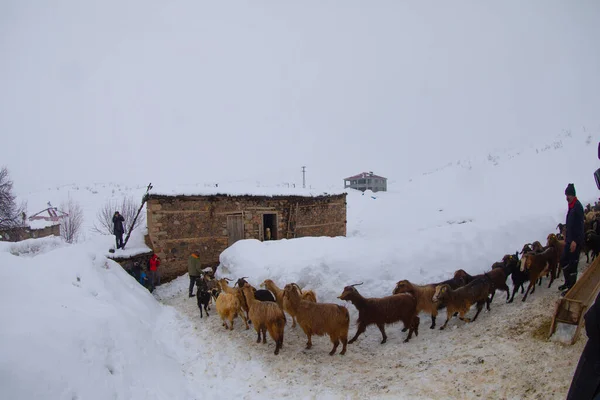 Tunceli Villages Montagne Rivière Munzur Hiver Vie Difficile Vie Périphérie — Photo