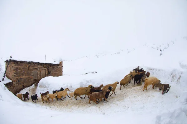 Tunceli Villages Montagne Rivière Munzur Hiver Vie Difficile Vie Périphérie — Photo