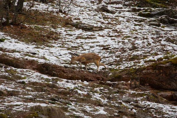 Turcja Wschodni Region Dzikich Zwierząt Kozy Górskie — Zdjęcie stockowe