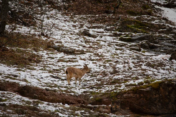 Turcja Wschodni Region Dzikich Zwierząt Kozy Górskie — Zdjęcie stockowe