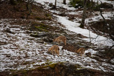 Türkiye, vahşi hayvanların, dağ keçilerinin doğu bölgesi