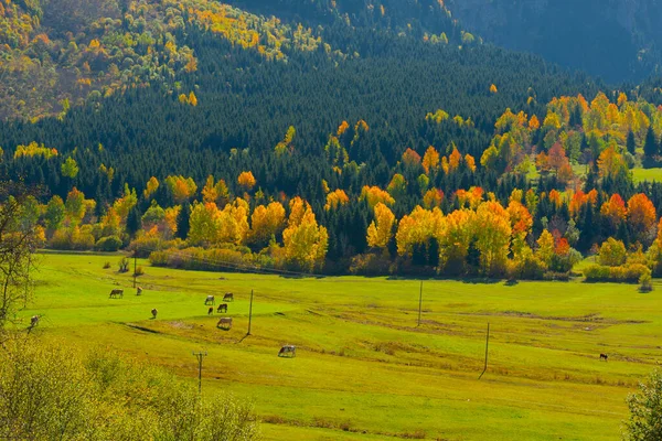 素晴らしい村の写真や山の風景 Savsat Artvin トルコ — ストック写真