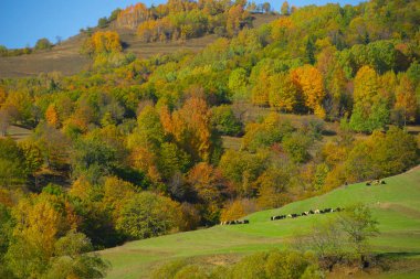 Muhteşem Köy Fotoğrafları ve Dağ Manzaraları. Savsat, Artvin - Türkiye