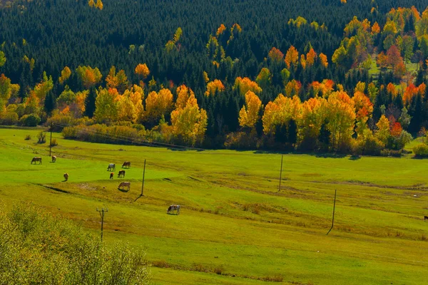 Geweldige Dorpsfoto Berglandschappen Savsat Artvin Turkije — Stockfoto