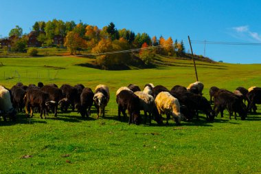 Muhteşem Köy Fotoğrafları ve Dağ Manzaraları. Savsat, Artvin - Türkiye
