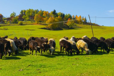 Muhteşem Köy Fotoğrafları ve Dağ Manzaraları. Savsat, Artvin - Türkiye