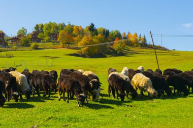 Muhteşem Köy Fotoğrafları ve Dağ Manzaraları. Savsat, Artvin - Türkiye