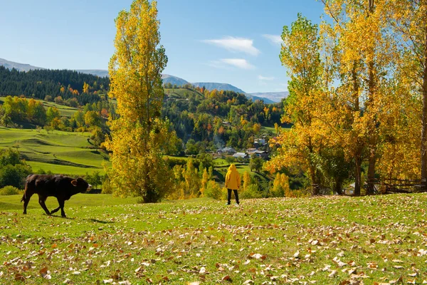 Savsat (Savsat) Karadeniz bölgesinin en güzel doğasına sahip nadir yerlerden biridir..