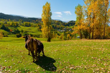 Savsat (Savsat) Karadeniz bölgesinin en güzel doğasına sahip nadir yerlerden biridir..