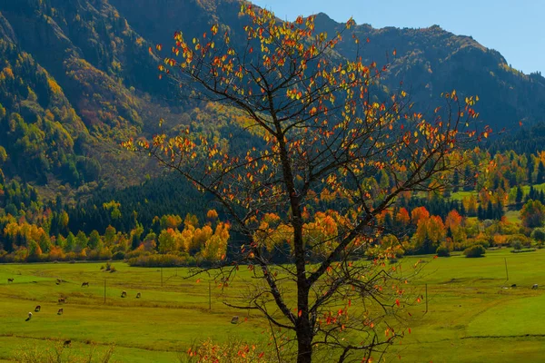 秋天的Savsat村色彩斑斓的Artvin土耳其 — 图库照片