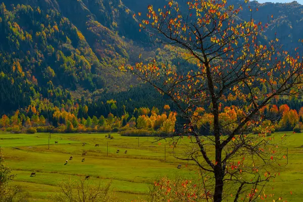 秋天的Savsat村色彩斑斓的Artvin土耳其 — 图库照片