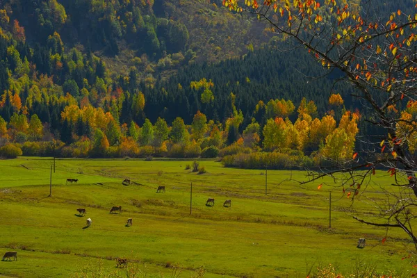 Savsat Village Autumn Kleurrijke Artvin Turkije — Stockfoto