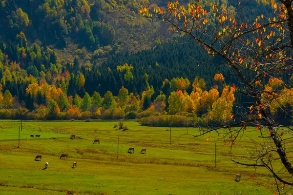 Savsat Village Autumn Colorful Artvin Turkey — Stock Photo, Image