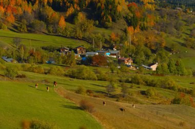 Savsat (avat) Karadeniz Bölgesi 'nin en güzel doğasına sahip nadir yerlerden biridir., 