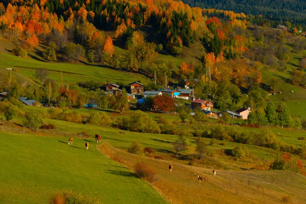 Savsat Avat Een Van Zeldzame Plaatsen Met Mooiste Natuur Van — Stockfoto