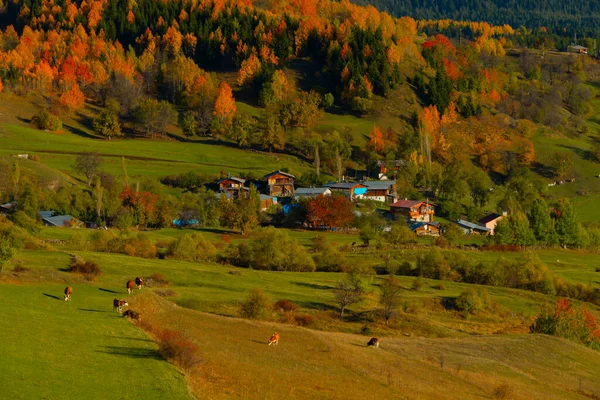 Savsat Avat Een Van Zeldzame Plaatsen Met Mooiste Natuur Van — Stockfoto