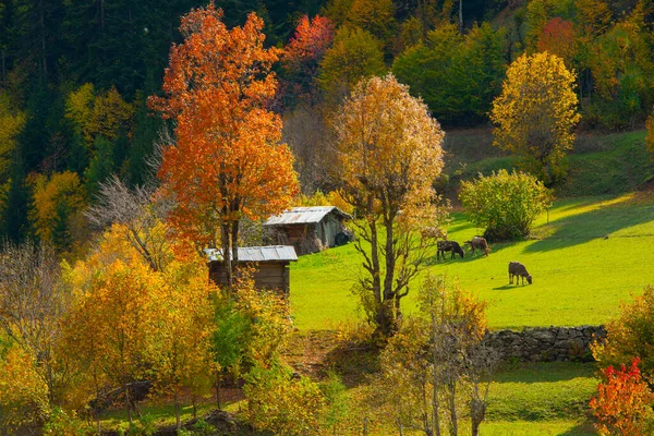 メイド ヴィレッジ Savsat Artvin Turkey — ストック写真