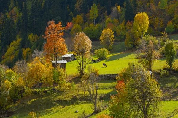 Maden Village Savsat Artvin Turkey — стокове фото