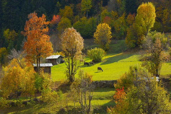 Maden Village Savsat Artvin Turcja — Zdjęcie stockowe