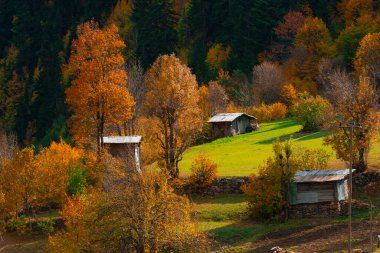 Sonbaharın güzel renkleri ve Türkiye 'de eş zamanlı yorumlama dağları ve Doğu Karadeniz bölgesi