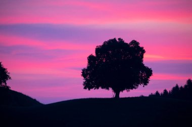 Hobbit arazisi Hirzel İsviçre.