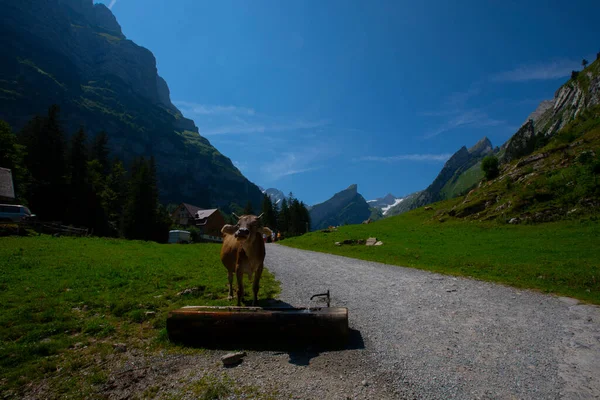 Lake Seealpsee Közelében Appenzell Svájci Alpokban Ebenalp Svájc — Stock Fotó